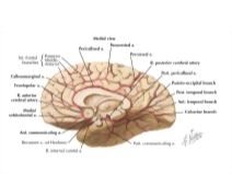 Arterial Supply of Brain: Medial View