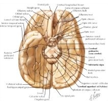 Cerebrum Inferior View Inferior Surface Of Brain