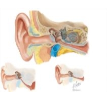 Anatomy of the Ear
