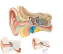 Anatomy of the Ear