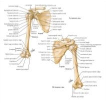 Shoulder: Bones (Pectoral Girdle)