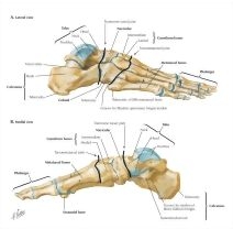 Bones of Foot