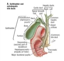 Illustration of Gallbladder, Bile Ducts, and Pancreatic Duct from the Netter Collection