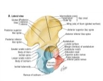 Hip (Coxal Or Innominate) Bone: Lateral View