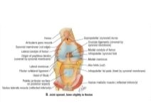 Joint Opened, Knee Slightly In Flexion