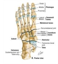 Bones of the Foot: Plantar View