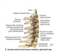 Second Cervical to First Thoracic Vertebrae: Right Lateral View