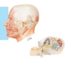 Nerve Schema and Intracranial Course Nerve Schema and Intracranial Course