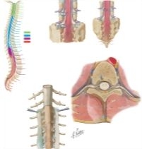 Relation of Spinal Nerve Roots to Vertebrae