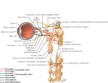 ciliary ganglion pathways