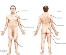 labeled anatomical position diagram