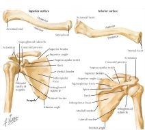 Osteology: Upper Limb