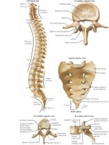 Osteology Back Osteology Back