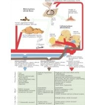 Cushing's Syndrome: Pathophysiology (Continued)