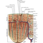 Blood Vessels in Parenchyma of Kidney: Schema Intrarenal ...