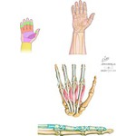 Illustration of Flexor and Extensor Zones and Lumbrical Muscles from the Netter Collection