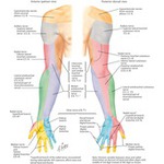 Cutaneous Innervation of the Upper Limb Cutaneous Innervation of Upper Limb