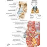 67459