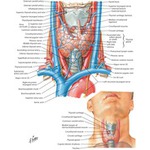 67503