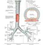 Structure of the Trachea and Major Bronchi