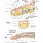 67907