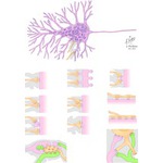 Illustration of Neuronal Structure and Synapses from the Netter Collection
