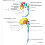 Early Brain Development: The 49-Day-Old Embryo and the 3-Month-Old Embryo