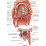 Roof of Mouth