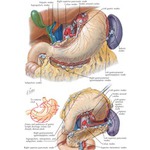 Lymphatic Drainage of Stomach