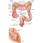What Is Rst Colon Colon
