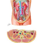 Illustration of The Urinary System  from the Netter Collection