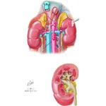 Illustration of The Kidney  from the Netter Collection