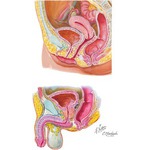 Illustration of Urinary Bladder and Urethra from the Netter Collection