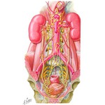 Illustration of Innervation of the Urinary System from the Netter Collection
