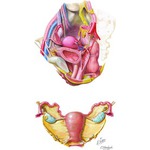Illustration of Female Reproductive Organs: Peritoneum and Adnexa from the Netter Collection