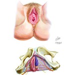 Illustration of Female Perineum  from the Netter Collection