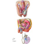 Illustration of Male Reproductive Organs ‚Äì Scrotal Contents   from the Netter Collection