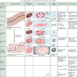 Physes Structure, Physiology, and Pathophysiology of Growth Plate (Continued)