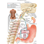 Extrinsic Innervation EXTRINSIC INNERVATION OF STOMACH