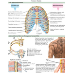 Buckled Rib ID: 83169