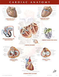 Cardiac Anatomy