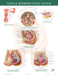 Female Reproductive System