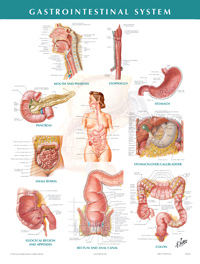 Gastrointestinal System