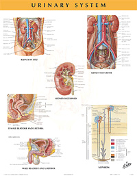 Urinary System