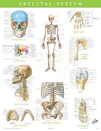 Skeletal System