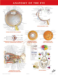 Anatomy of the Eye