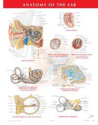 Anatomy of the Ear