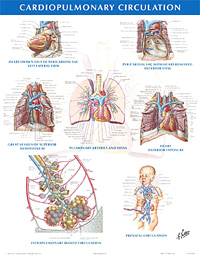 Cardiopulmonary Circulation