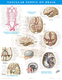 Chart - Vascular Supply of the...