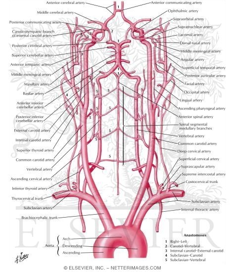 Schema of Blood Supply to Brain
Arteries to Brain: Schema